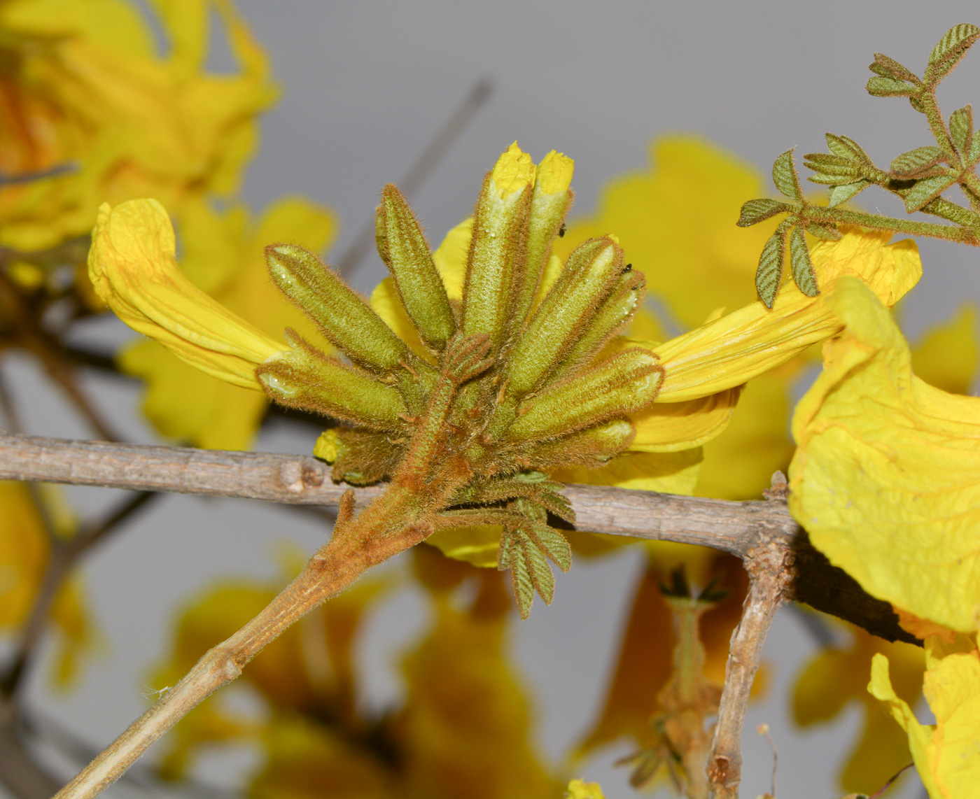 Изображение особи Handroanthus chrysanthus.