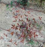 Nandina domestica