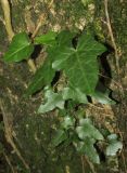 Hedera helix