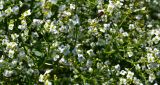 Crambe tataria