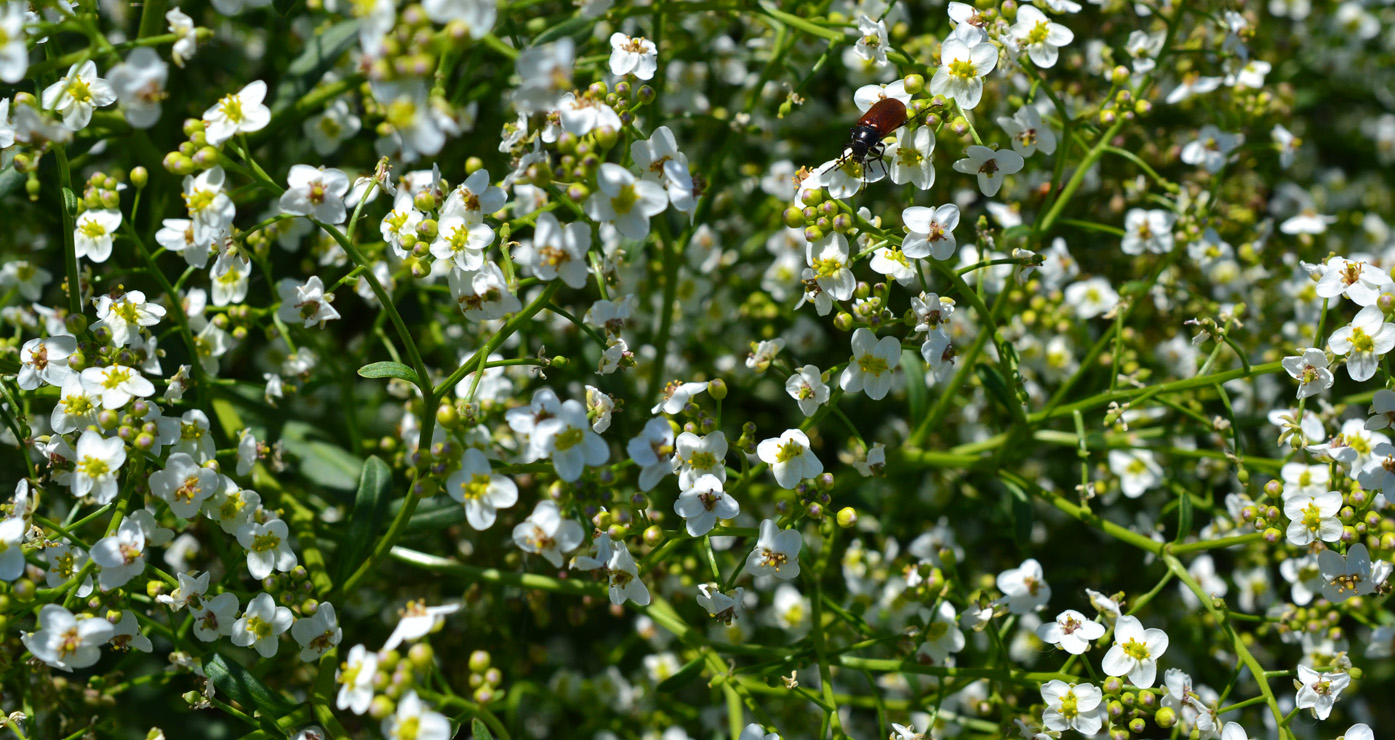 Изображение особи Crambe tataria.