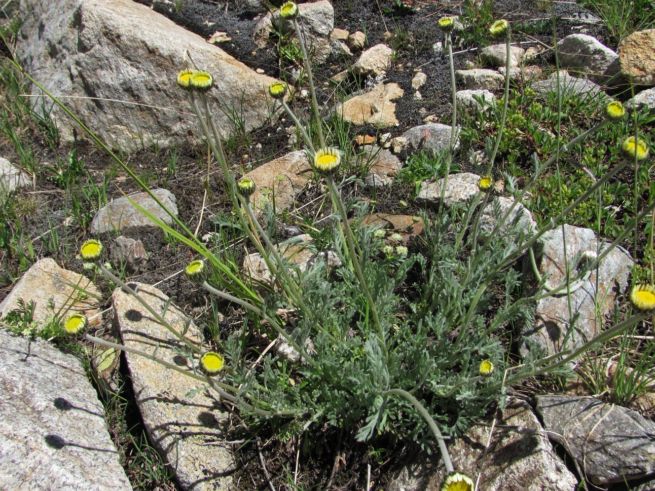 Image of Anthemis saportana specimen.