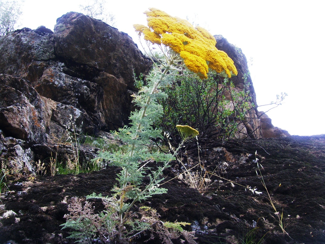 Изображение особи Polychrysum tadshikorum.