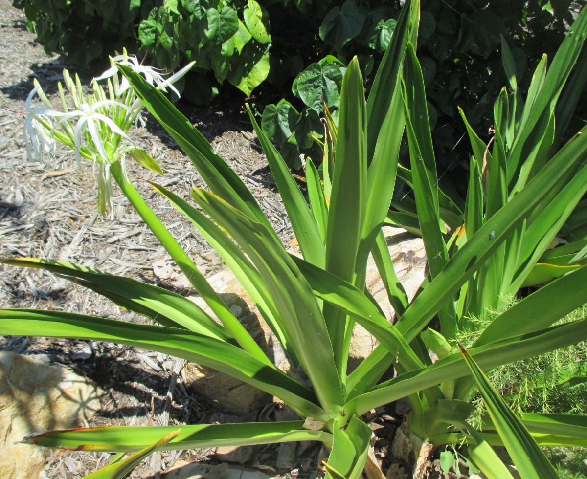 Изображение особи Crinum asiaticum var. pedunculatum.