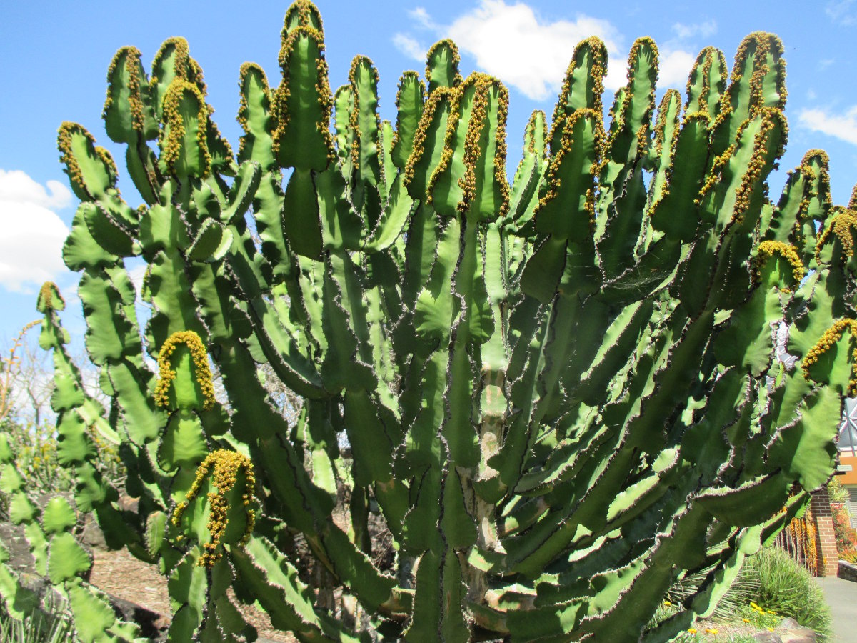 Изображение особи Euphorbia cooperi.