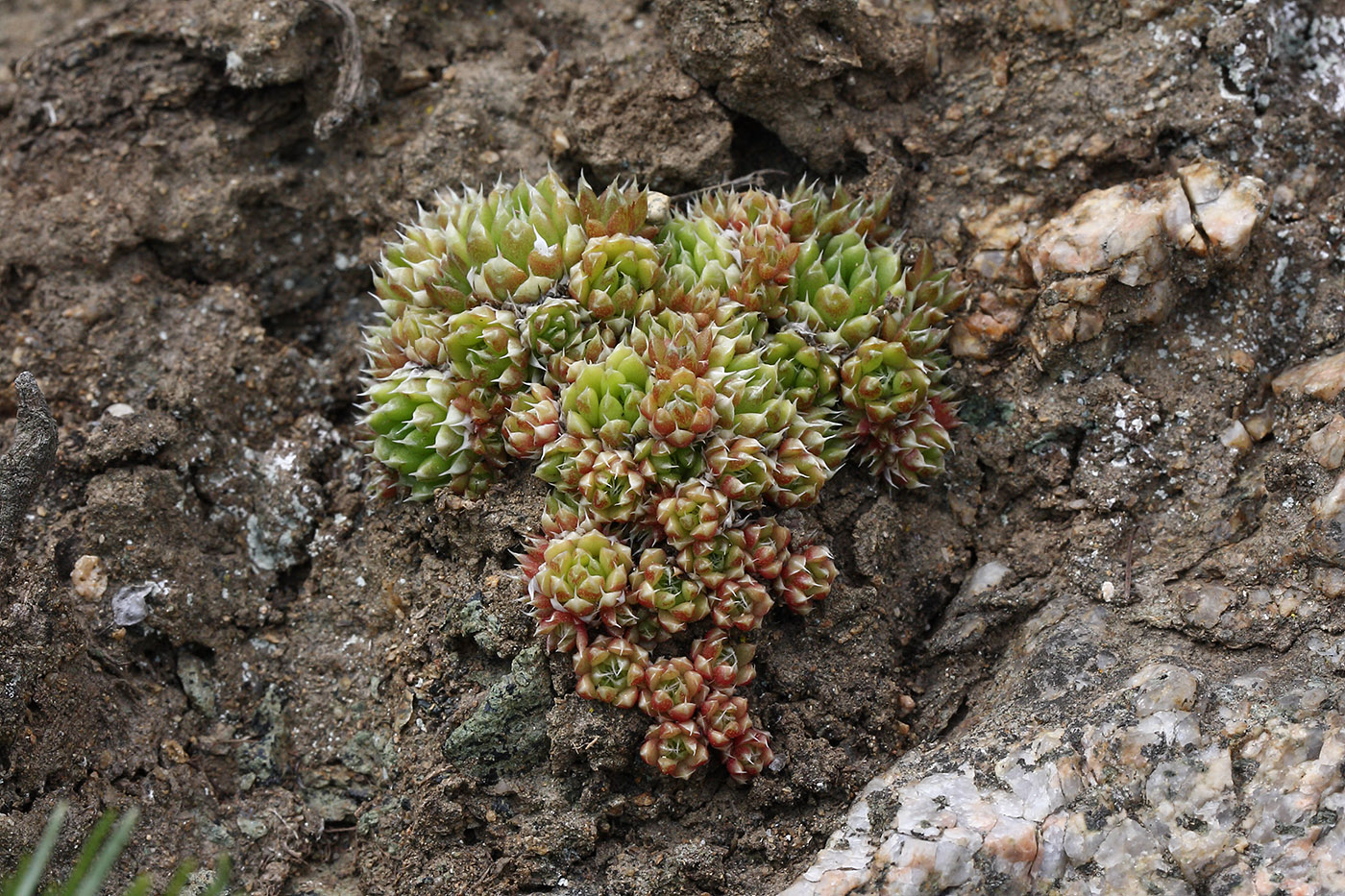 Изображение особи Orostachys spinosa.