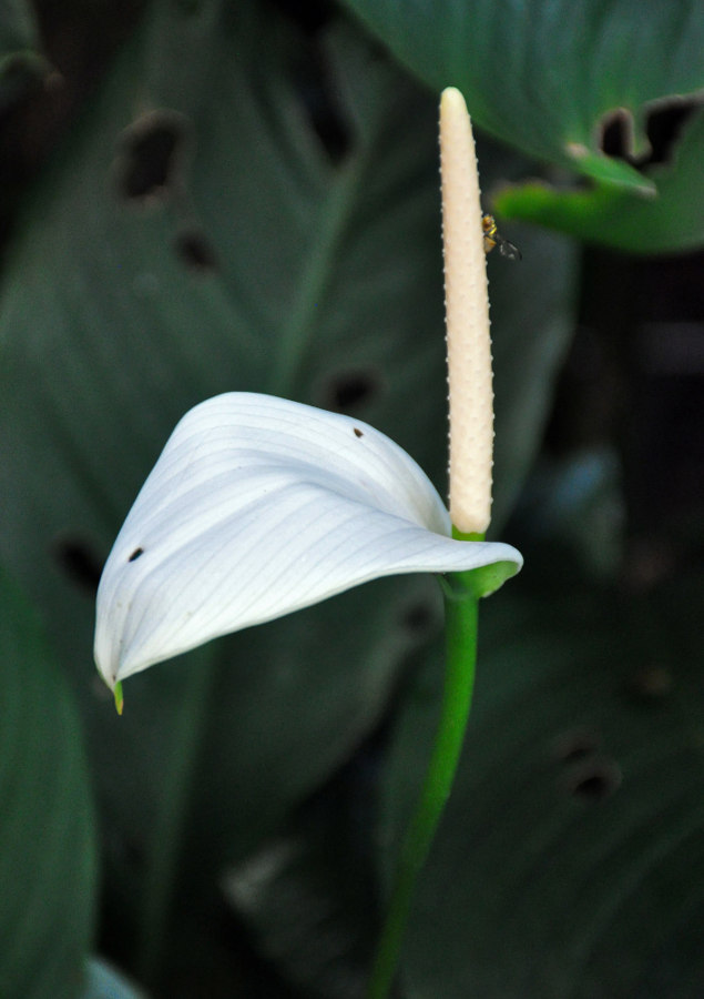 Изображение особи Spathiphyllum floribundum.