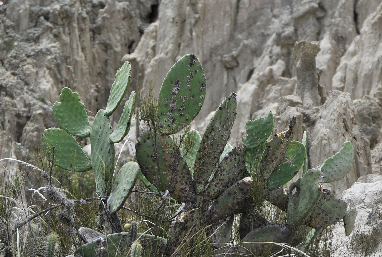 Изображение особи род Opuntia.