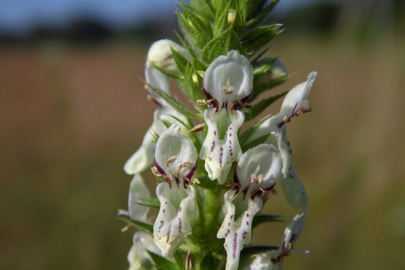 Изображение особи Stachys recta.