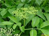 Sambucus nigra. Молодой побег с нераскрывшимся соцветием и листьями. Львовская обл., Сколевский р-н, окр. с. Каменка, берег ручья. 14.05.2018.