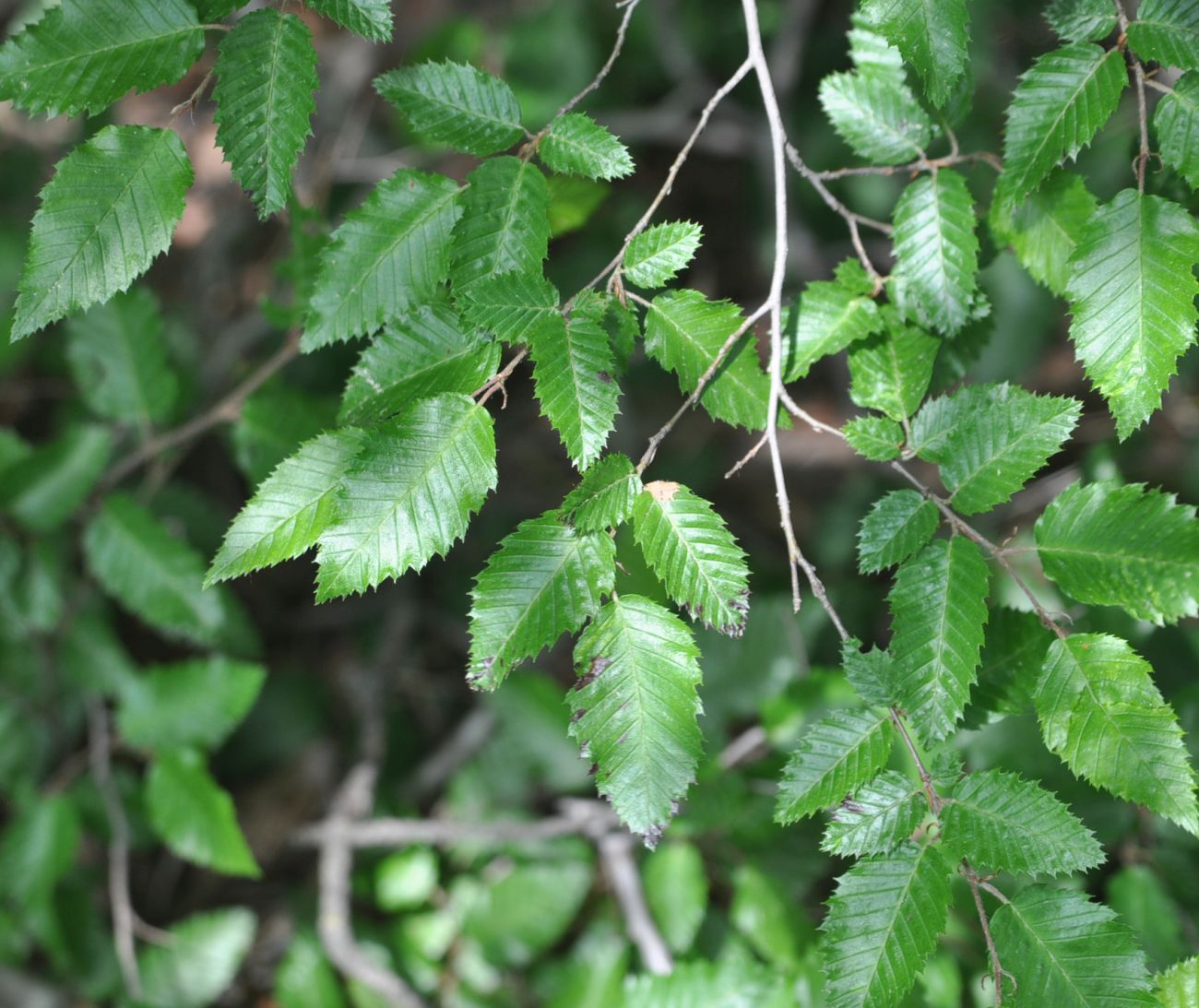 Изображение особи Carpinus orientalis.