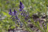 Polygala comosa