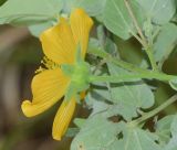 Abutilon подвид zanzibaricum