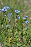 Myosotis alpestris. Цветущeе растениe. Краснодарский край, Мостовский р-н, окр. пос. Кировский, западный край хр. Малый Бамбак (в р-не горы Шапка), 1730 м н.у.м., субальпийский луг. 21.05.2019.