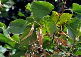 Tilia cordata