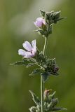 Althaea armeniaca