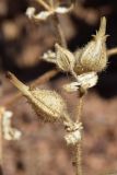 Cerastium inflatum