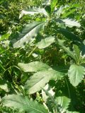 Cirsium setosum