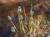 Eriophorum vaginatum. Цветущее растение. Свердловская обл., окр. г. Североуральск, пос. Третий Северный, заболоченная опушка смешанного леса. 27.04.2007.