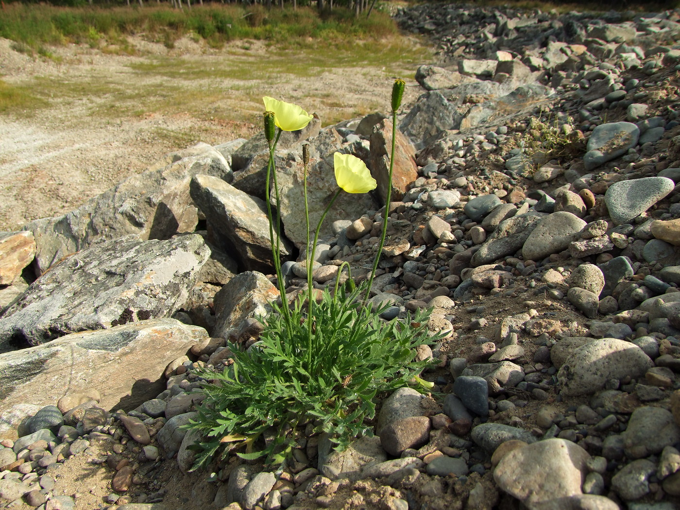 Изображение особи Papaver lapponicum.