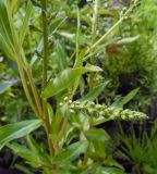 Lysimachia fortunei