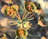 Euphorbia subcordata