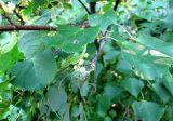 Tilia cordata