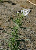 Argusia rosmarinifolia