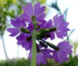 Primula cortusoides