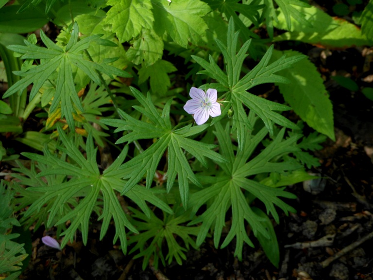 Изображение особи Geranium dahuricum.