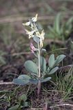 Corydalis ledebouriana