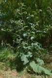 Arctium tomentosum