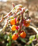Chenopodium nutans. Соплодие. Испания, Каталония, Жирона, Тосса-де-Мар, крепость Вила-Велья. 24.06.2012.