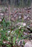 Carex digitata. Зацветающее растение. Окр. Архангельска, лес. 14.05.2013.