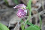 Cypripedium guttatum