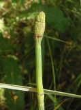 Equisetum fluviatile