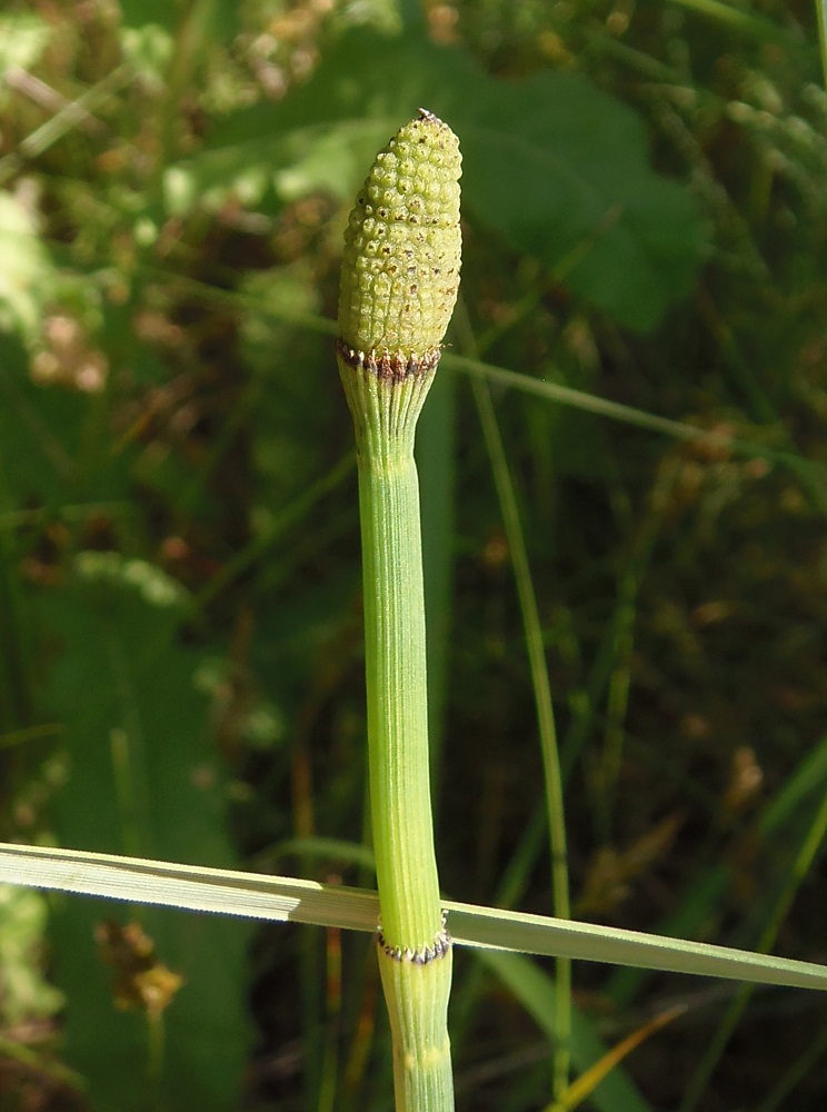 Изображение особи Equisetum fluviatile.