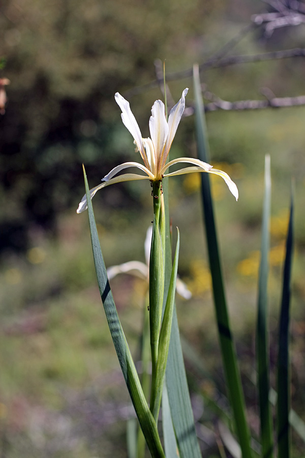 Изображение особи Iris sogdiana.