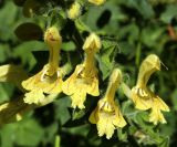 Salvia glutinosa