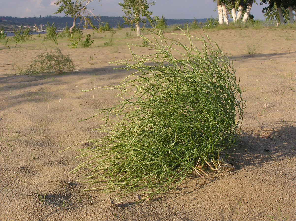 Image of Corispermum nitidum specimen.