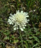 Scabiosa ochroleuca. Соцветие. Север Краснодарского края, Кущёвский заказник, балочная степь. 08.07.2009.