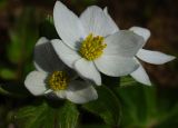 Anemonastrum brevipedunculatum