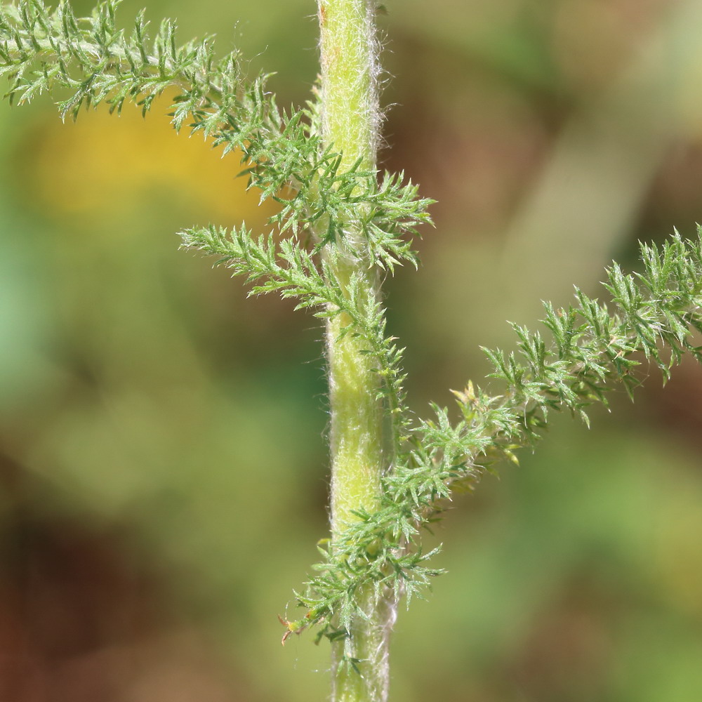 Image of Achillea setacea specimen.