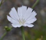 Cichorium intybus