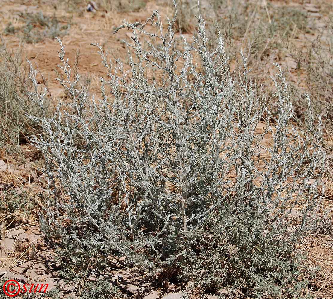 Изображение особи Artemisia nitrosa.