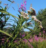 Achillea millefolium. Верхушка растения с соцветиями. Мурманская обл., Североморский р-н, пгт Росляково, обочина просёлка. 06.08.2014.