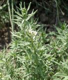 Argusia rosmarinifolia