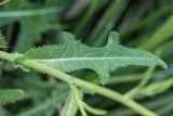 Sonchus arvensis подвид uliginosus. Часть побега. Ростовская обл., Мясниковский р-н, Сафьянова балка. 14.09.2014.