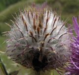 Cirsium polonicum