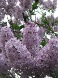 Syringa vulgaris